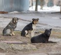 В Госдуме предложили ввести штрафы, равные МРОТ, для владельцев животных