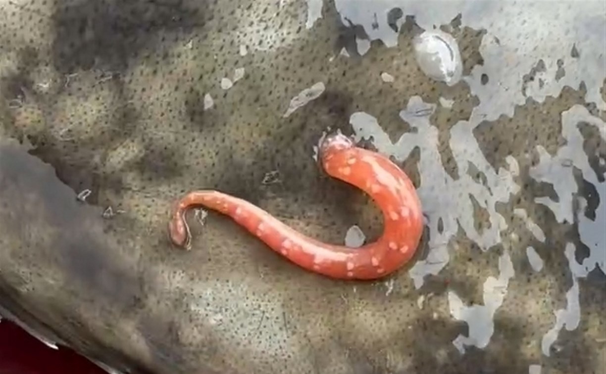 "Это инопланетянин":  сахалинцы выловили рыбу со странным паразитом, впившемся в кожу