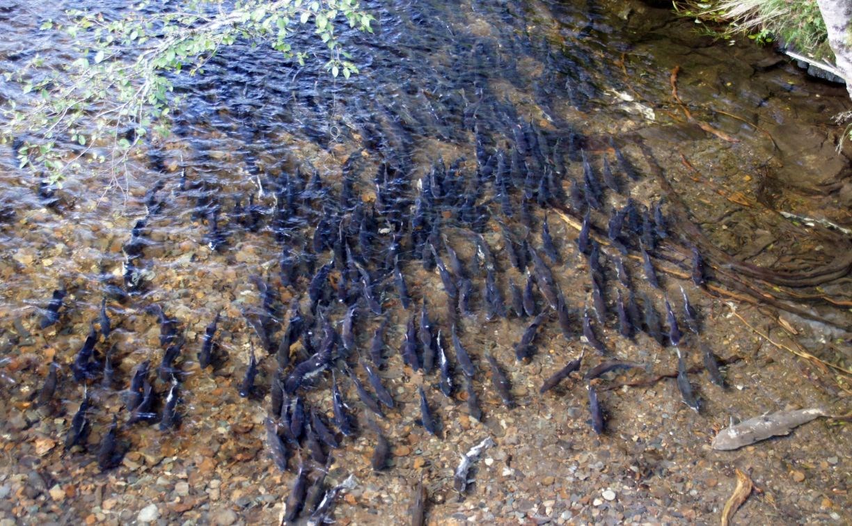 СКТУ: нерестилище лососей в реке на юге Сахалина заполнилось на 1060%