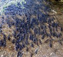 СКТУ: нерестилище лососей в реке на юге Сахалина заполнилось на 1060%