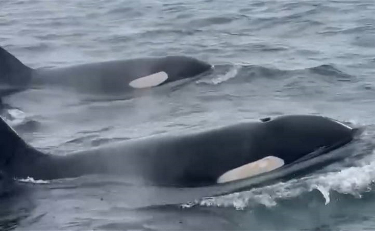 Косатки устроили шоу перед туристами на Сахалине
