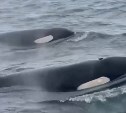 Косатки устроили шоу перед туристами на Сахалине