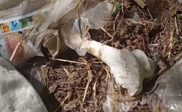 Как алтарь для жертвоприношений: в лесу Поронайского района обнаружили мешки с останками