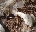 Как алтарь для жертвоприношений: в лесу Поронайского района обнаружили мешки с останками