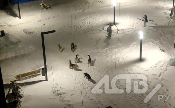 Отловщики увезут со двора в Южно-Сахалинске собак, которые мешают спать по ночам