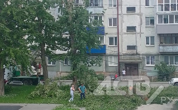 "Чем дышать будем?": южносахалинка сообщила об уничтожении деревьев во дворе многоэтажки