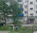 "Чем дышать будем?": южносахалинка сообщила об уничтожении деревьев во дворе многоэтажки