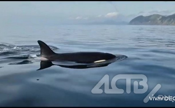 Косатки у берегов Сахалина заставили людей кричать от восторга и страха