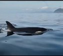 Косатки у берегов Сахалина заставили людей кричать от восторга и страха