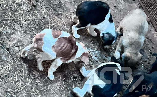 Волонтёры: на Сахалине сотни собак голодают в ледяных ангарах, а директор приюта скрывается