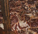 Судно с 13,5 тоннами браконьерского краба обнаружили сахалинские пограничники 