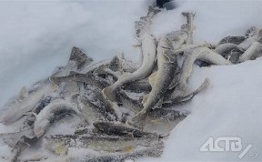 Общество