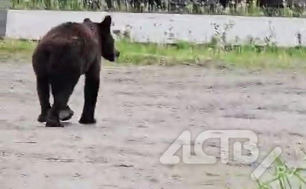На Сахалине медведь задрал собаку на рыболовецком стане