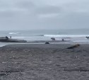 На Камчатке сняли, как 13 медведей вместе рыбачат на берегу океана
