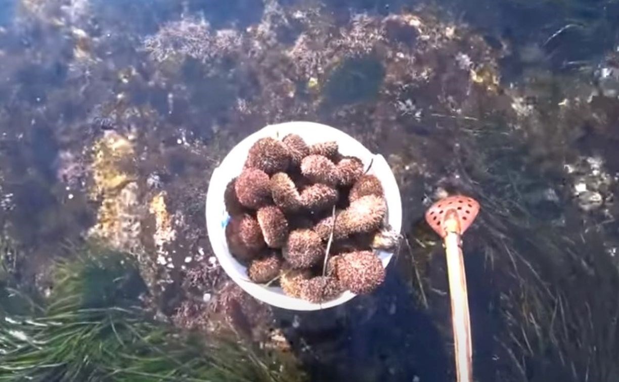 Сезон сбора деликатесов на Сахалине открыт: рыбак за несколько часов набрал 15 кг морских ежей