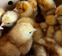 84 тысячи цыплят прилетели из Свердловской области на Сахалин