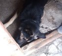 Сахалинцам удалось спасти от голодной смерти пса, продолжавшего искать умершую хозяйку