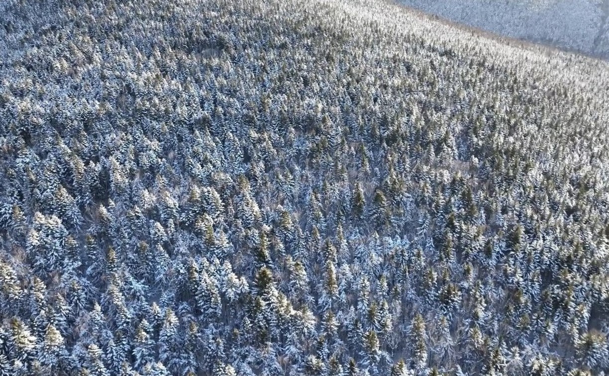 Пять "ёлочных браконьеров" поймали в сахалинском лесу 