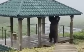 Общество