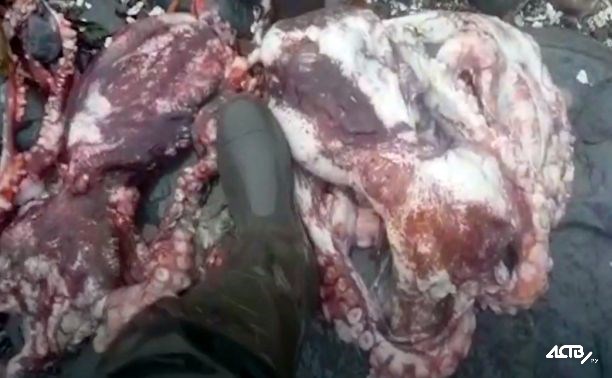На берег Парамушира вновь выбросило мертвых осьминогов