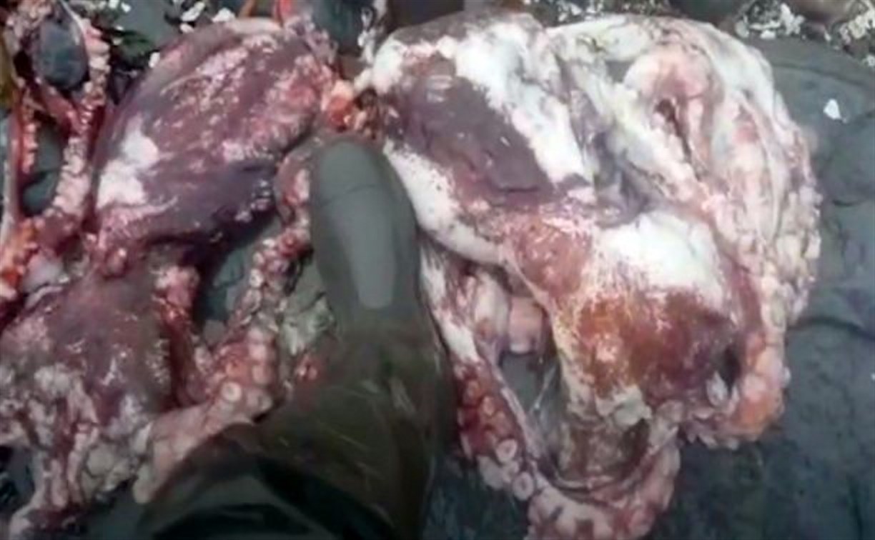 На берег Парамушира вновь выбросило мертвых осьминогов