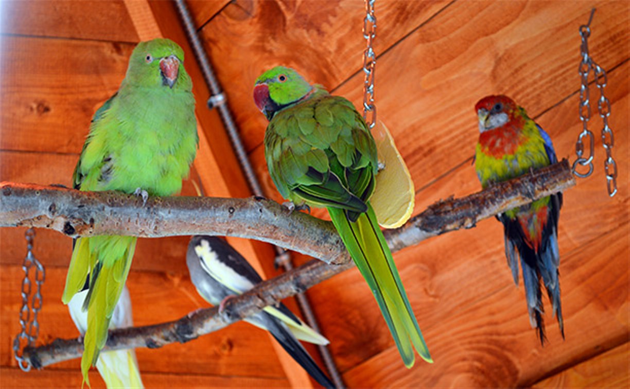 В Сахалинском зоопарке попугаев переселили на улицу