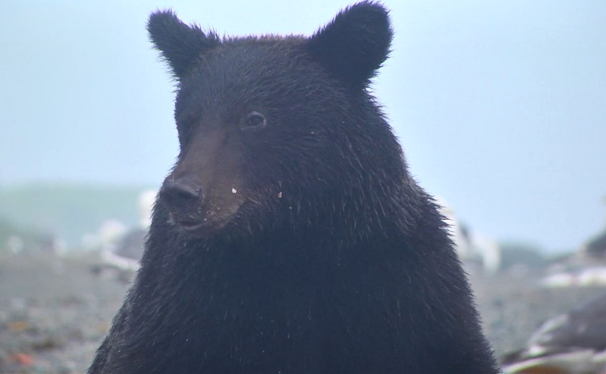 Медведь испугал жителей села Ёлочки