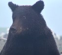 Медведь испугал жителей села Ёлочки
