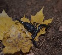 Скорпион появился в сахалинском зоопарке