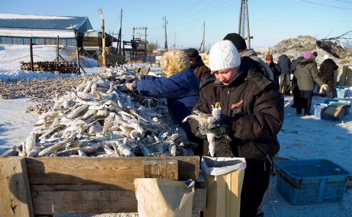 Недорогой свежей навагой торгуют 160 точек на Сахалине и Курилах