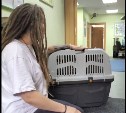 На острове Тюлений неожиданно увидели единственную толстенькую енотовидную собаку