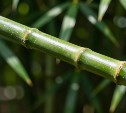 В Курильском районе построят мини-завод по переработке бамбука