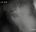 Что делает тигрица Глория в своём логове: залипательное видео от сахалинского зоопарка