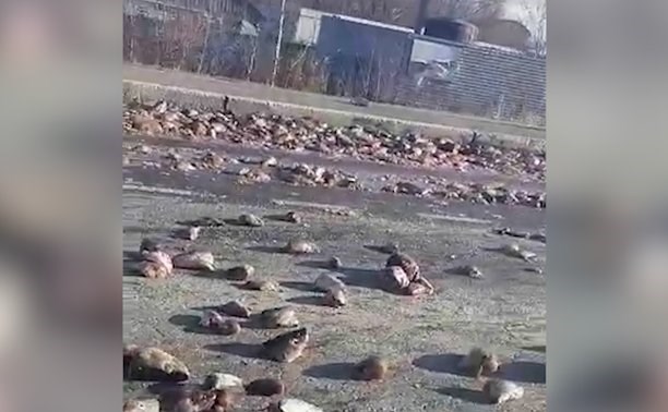 В Троицком на дорогу вывалили сотни рыбьих голов