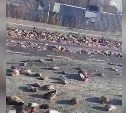 В Троицком на дорогу вывалили сотни рыбьих голов