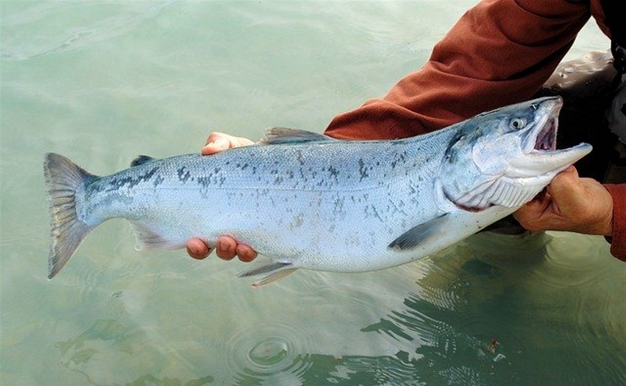 С начала года на Сахалине добыли 42 тысячи тонн лосося