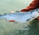 С начала года на Сахалине добыли 42 тысячи тонн лосося