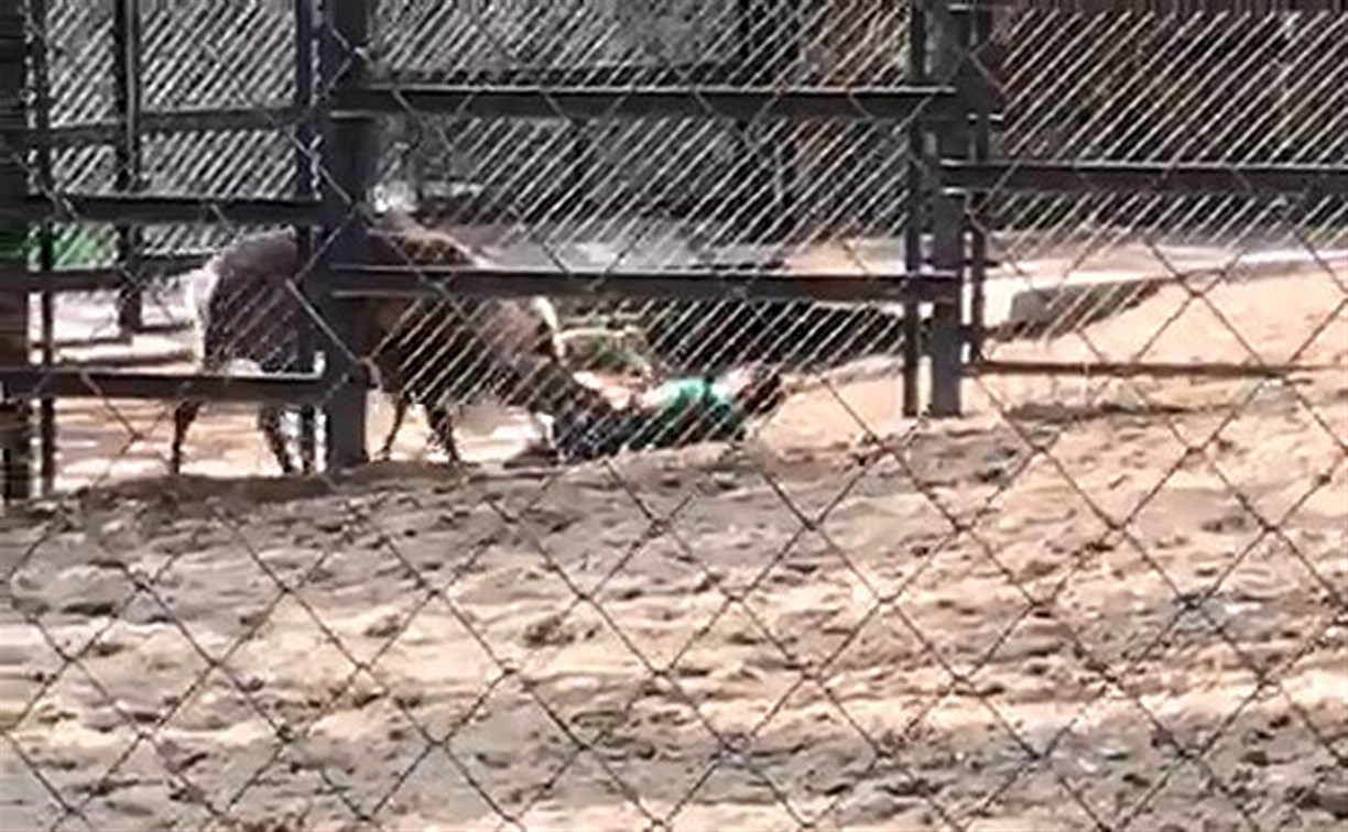 В Сахалинском зоопарке олень напал на людей