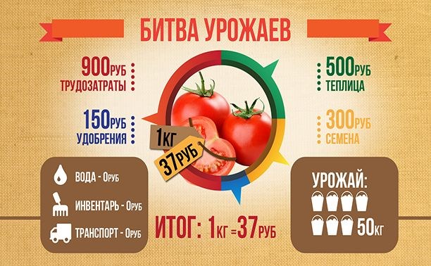 Стоимость помидоров, выращенных на сахалинской даче, – 37 рублей за кг