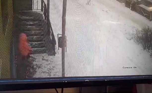 Появилось видео нападения стаи бродячих собак на ребёнка в Холмске