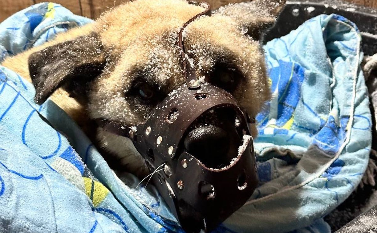 Неизвестные бросили старого покалеченного пса около сахалинского приюта