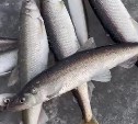 Сахалинские рыбаки открыли охоту на трофейного зубаря