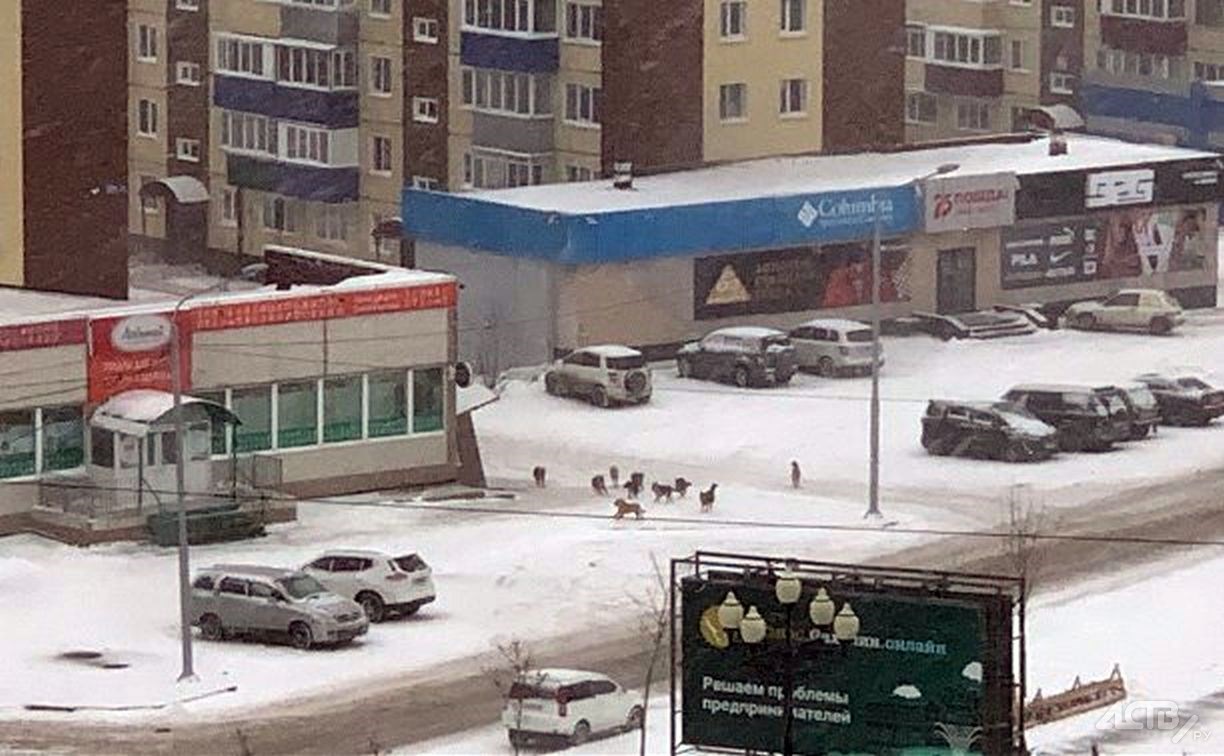 Очевидец: пять стай бродячих собак по 20 особей терроризируют район в Южно-Сахалинске