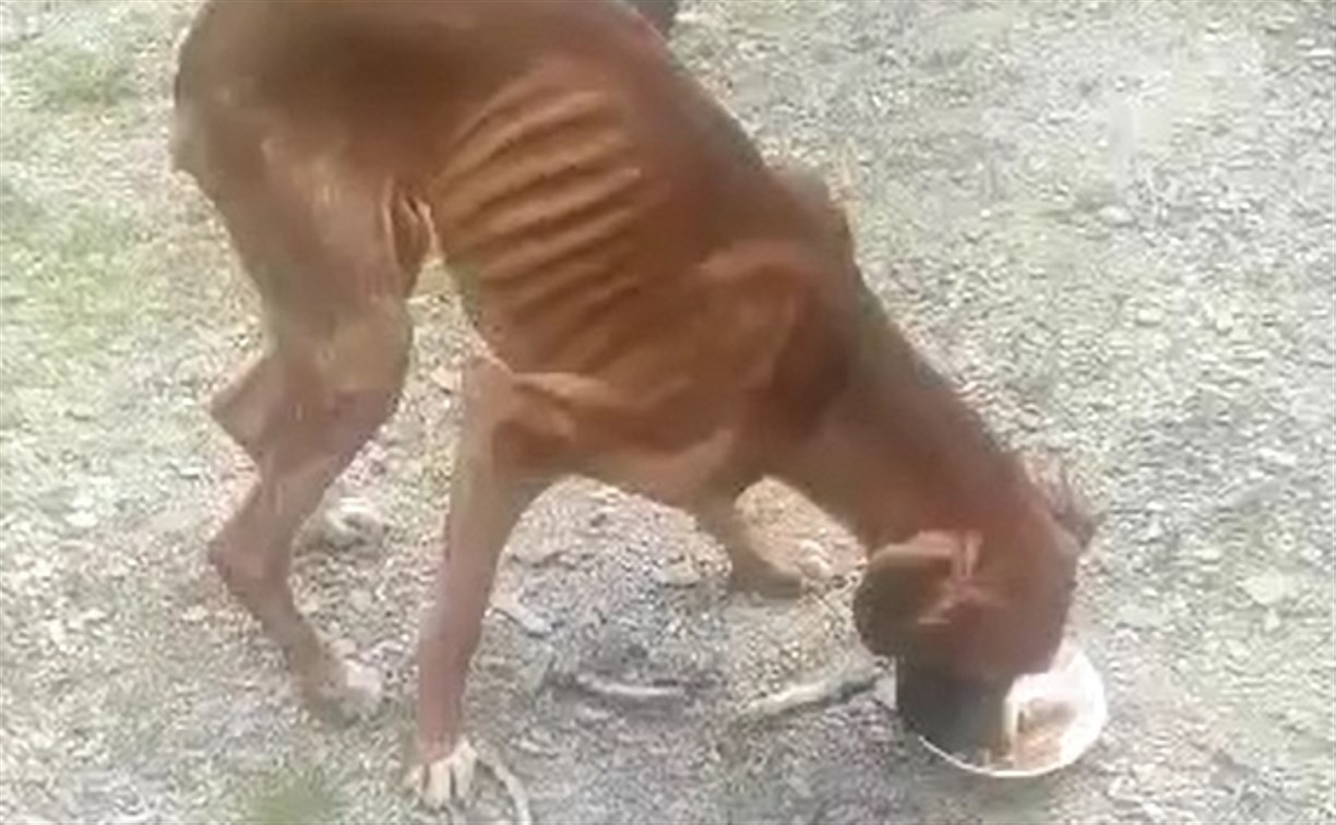 "Скелеты, рёбра наружу": с десяток истощённых собак и одну кошку освободили на Сахалине