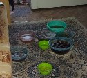 "Розетки искрят, мебель набухла": трёхэтажку затопило во время ливня на Курилах