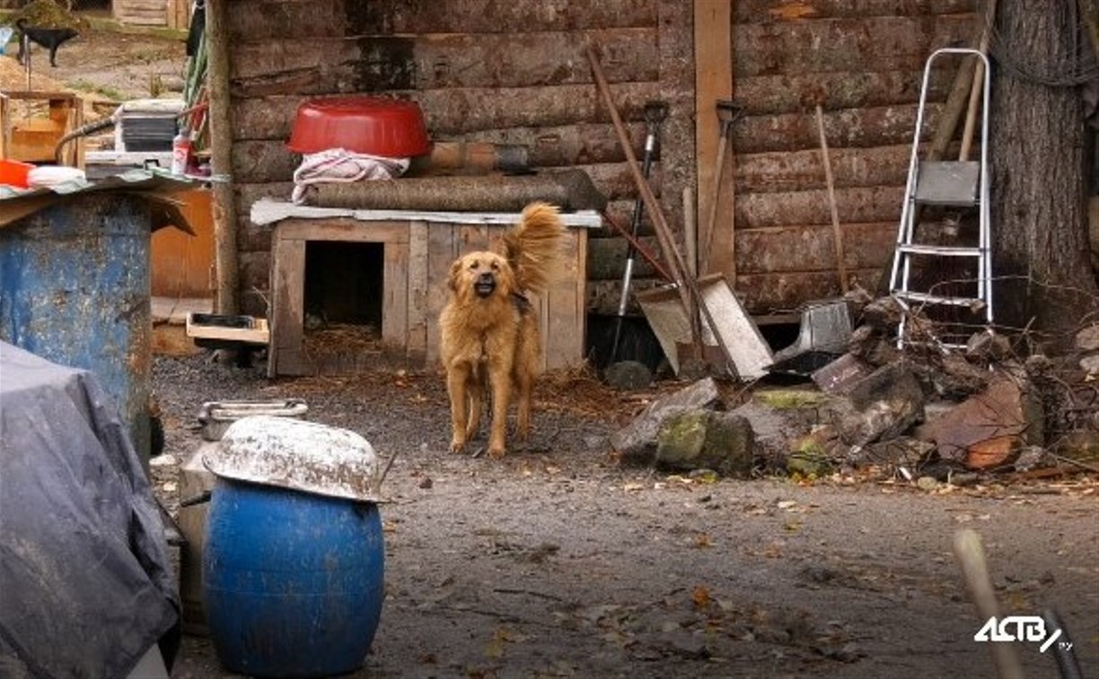 Решить вопрос с затоплением приюта для животных до сих не могут в Южно-Сахалинске