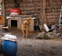 Решить вопрос с затоплением приюта для животных до сих не могут в Южно-Сахалинске