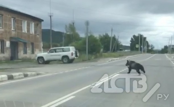 Медведь пробежал в 20 метрах от вокзала на Сахалине