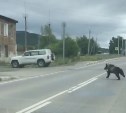 Медведь пробежал в 20 метрах от вокзала на Сахалине