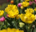 Восемь тысяч тюльпанов украсили въезд в Корсаков